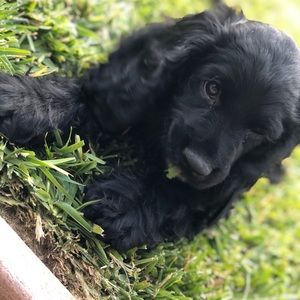 Meet your Posher, Faith